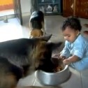 Video: Bebé pelea con perro por comida
